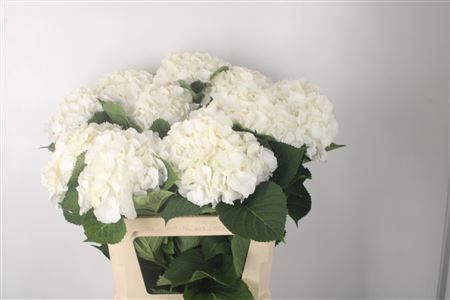 <h4>Hydr M White Verena</h4>