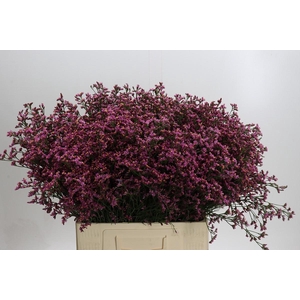 Limonium Sensy Pink Beauty