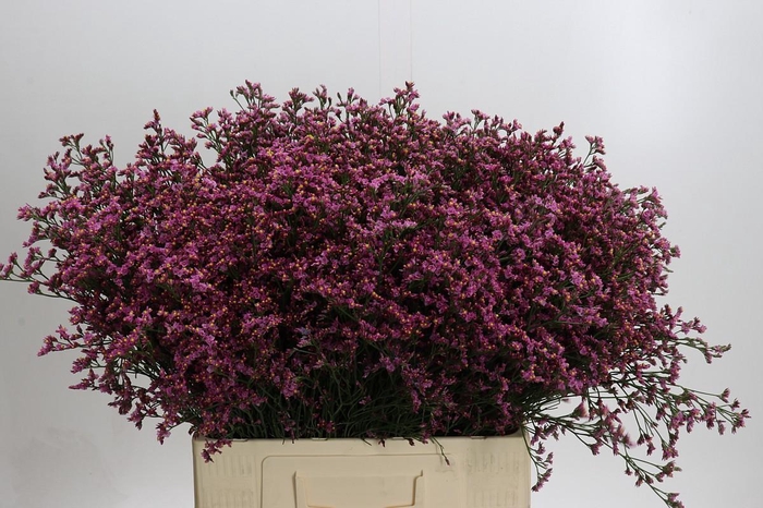 <h4>Limonium Sensy Pink Beauty</h4>