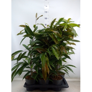 Ficus binn. 'Amstel King'