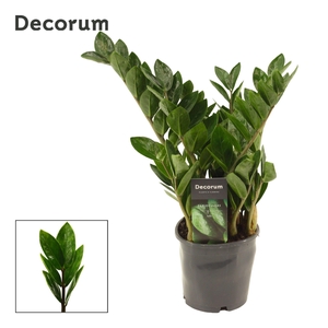 Zamioculcas Lima 12 cm Decorum 35 cm, 5+ veren