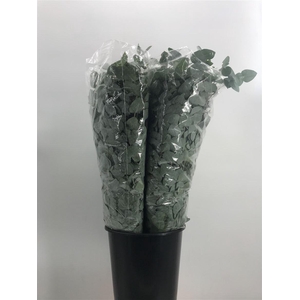 EUCA CINEREA S S 350