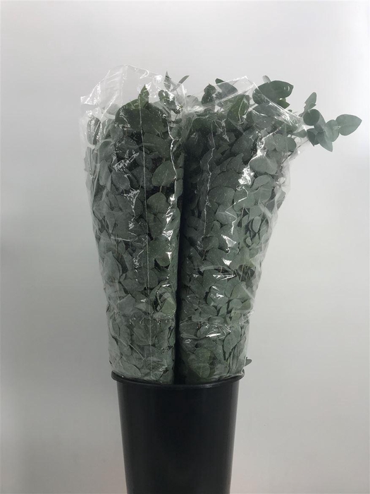 <h4>EUCA CINEREA S S 350</h4>