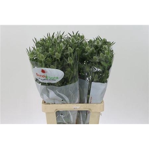 Eryngium Mag White Lagoon