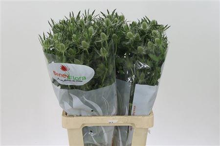 <h4>Eryngium Mag White Lagoon</h4>