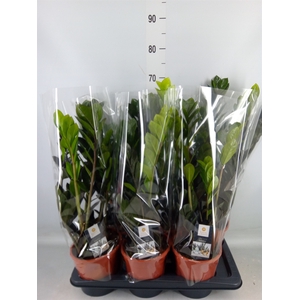 Zamioculcas zamiifolia 'Dowon'