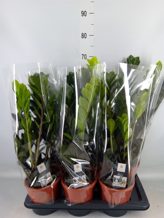 <h4>Zamioculcas zamiifolia 'Dowon'</h4>