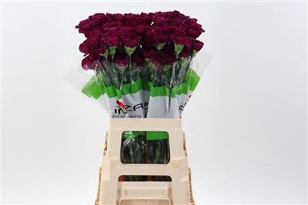 <h4>DI ST GOLEM PURPLE</h4>