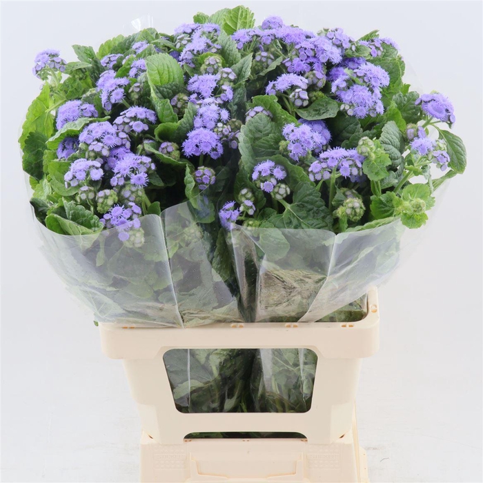 <h4>Ageratum houstonianum 'Blue Horizon' | Extra</h4>