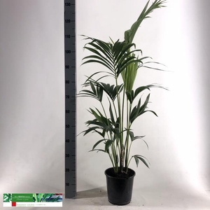 Howea forsteriana 21Ø 130cm 5pp