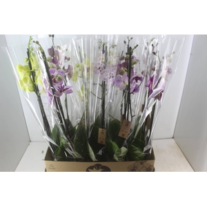 PHALAENOPSIS P12 2 HT