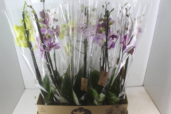 <h4>PHALAENOPSIS P12 2 HT</h4>
