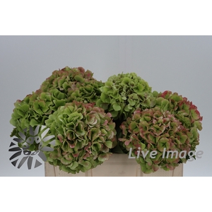 Hydrangea verena classic