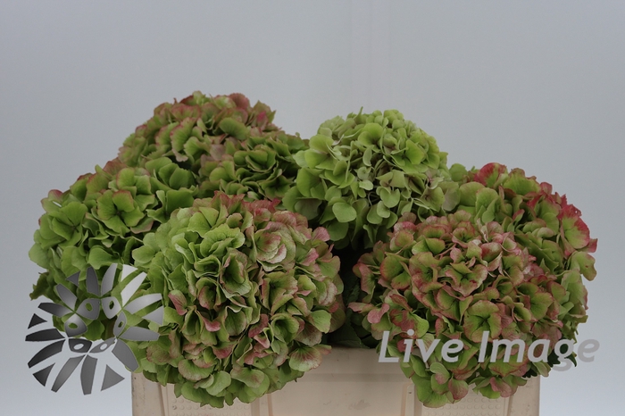 <h4>Hydrangea verena classic</h4>