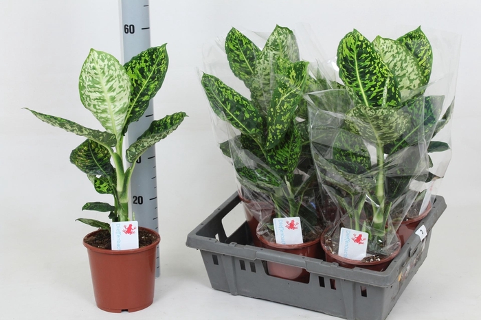 <h4>DIEFF REFLECTOR</h4>