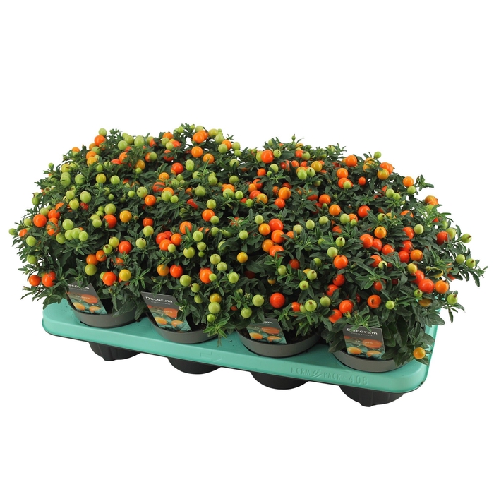 <h4>Solanum Mandarin P13 Decorum</h4>