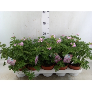 Pelargonium graveolens