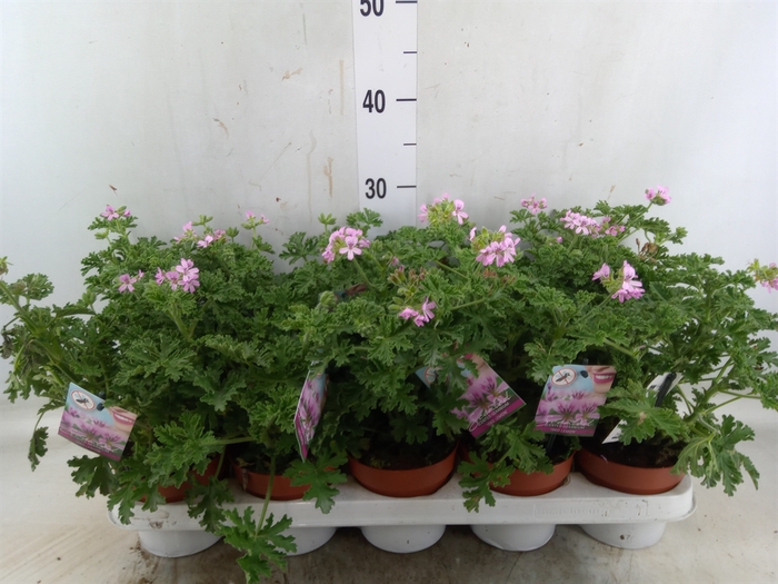 <h4>Pelargonium graveolens</h4>