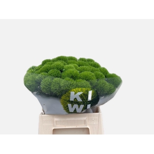 Di Barbatus Kiwi Mellow Komt Goed