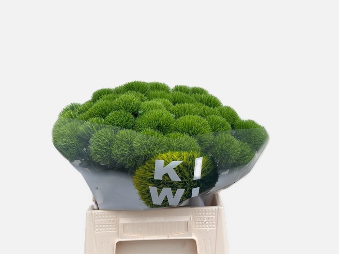 <h4>Di Barbatus Kiwi Mellow Komt Goed</h4>