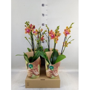 Phalaenopsis multi. 'Ant Bolgheri'