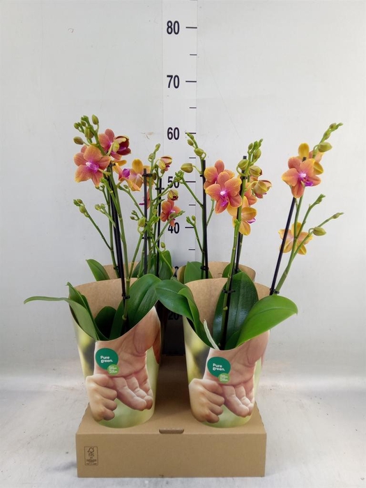 <h4>Phalaenopsis multi. 'Ant Bolgheri'</h4>