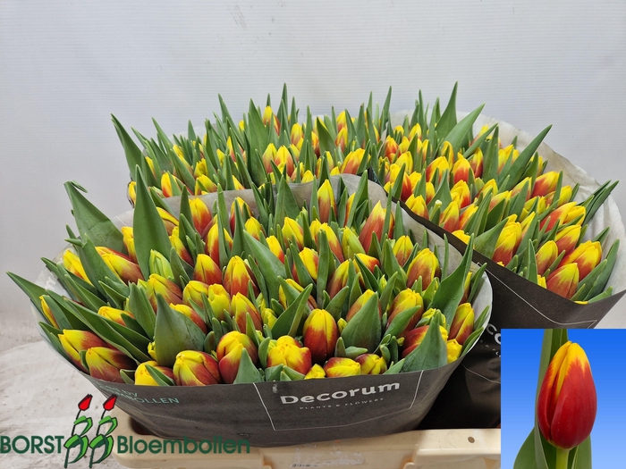 <h4>TU EN ALOHA</h4>