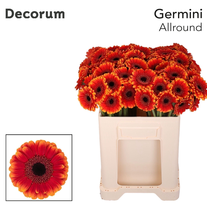 <h4>Germini Allround Water</h4>