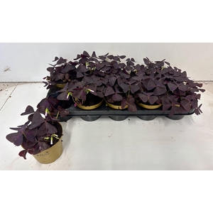 OXALIS TRIANGULARIS