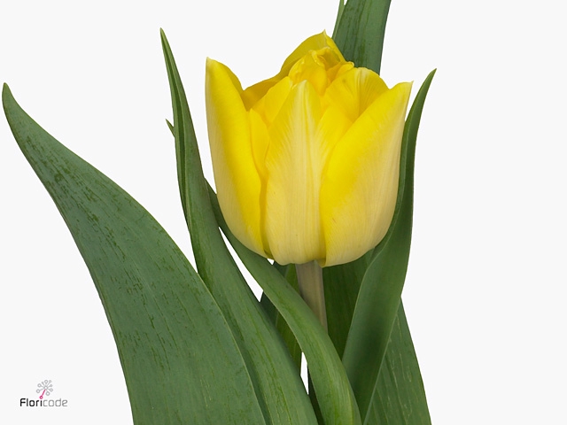 TU DU SECRET PERFUME