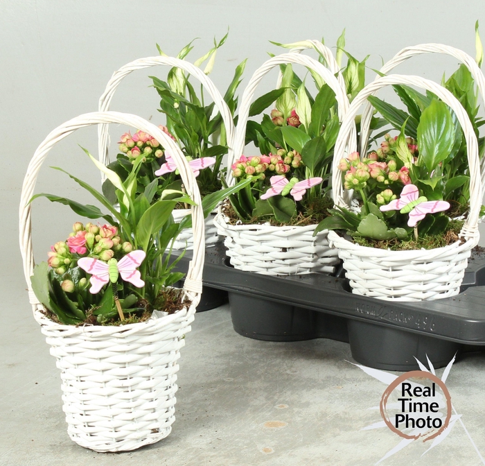 <h4>ARR KAMERPL</h4>