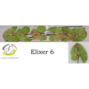 Anthurium Elixer