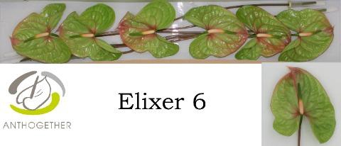 <h4>Anthurium Elixer</h4>