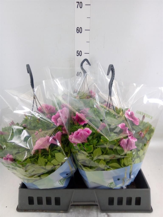 <h4>Petunia ...</h4>