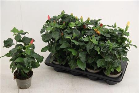 <h4>** Hibis Sunny Gem 3 Branche * Spring Deal *</h4>