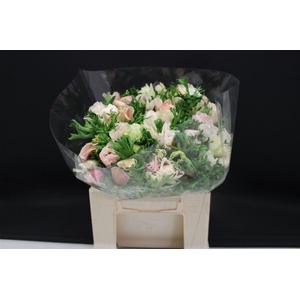 Anem Z Mistral White