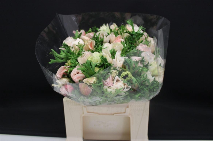 <h4>Anem Z Mistral White</h4>