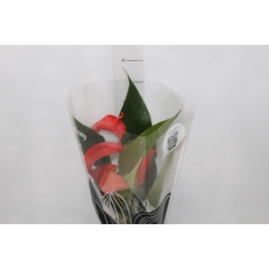 ANTHURIUM SCHERZERIANUM CHRISTINE P15