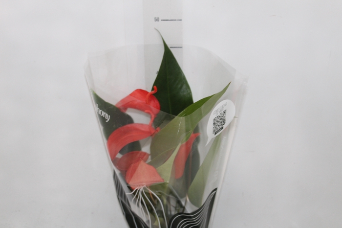 <h4>ANTHURIUM SCHERZERIANUM CHRISTINE P15</h4>