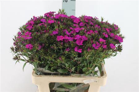 <h4>Di Barb Neon Purple X50</h4>