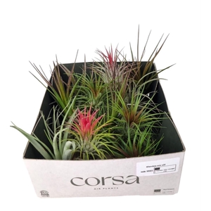 Tillandsia Usneoides Mix