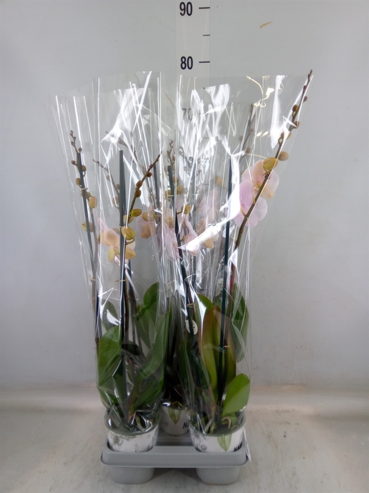 <h4>Phalaenopsis  'Manta Ambon'</h4>