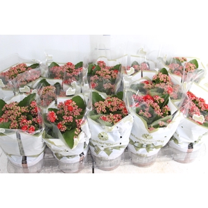 KALANCHOE DOBRADO P11 VERMELHO