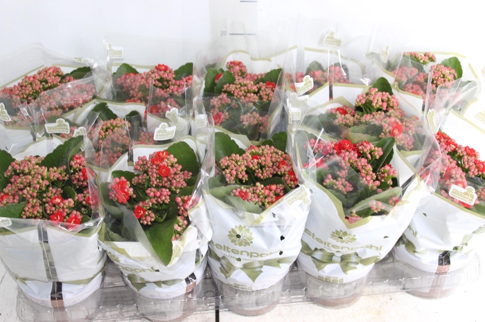 <h4>KALANCHOE DOBRADO P11 VERMELHO</h4>