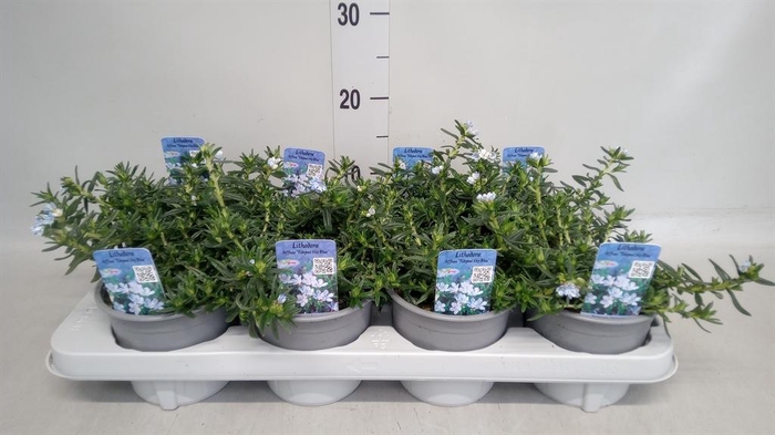 <h4>Glandora diffusa</h4>