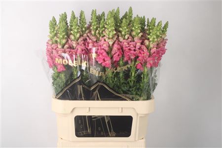 <h4>Antirrhinum Nl. Cherry Rose Avignon</h4>