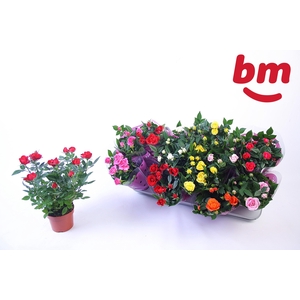 RO B MONDE GEM 7 SRT