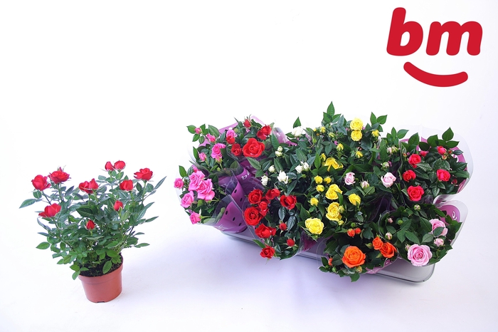 <h4>RO B MONDE GEM</h4>