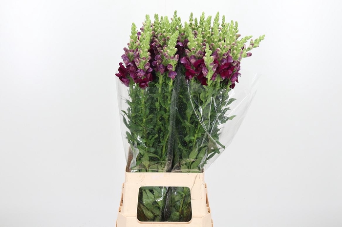 <h4>Antirrhinum Po Red</h4>