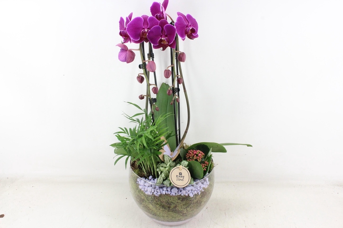 <h4>arr2 PL - Glas Henrik phal. lila</h4>